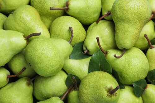 Fresh Pears - Standard Size Green Color | 100% Pure Vegetarian Nutrient-Enriched Preservatives-Free Premium Quality Sweet Taste Healthy