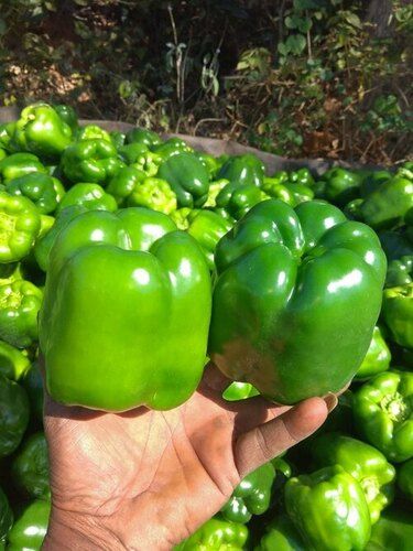 Green Capsicum  - Shape: Natural