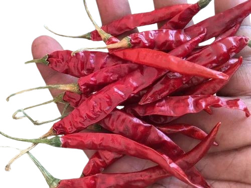 S17 Teja Dry Red Chilli - Fresh Quality, 100% Pure, Whole Form, Spicy Taste, Natural Dried, Food Grade, 6 Months Shelf Life - Good for Health