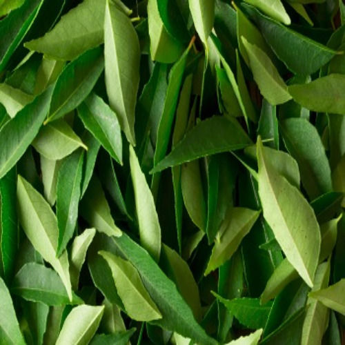 Curry Leaves - Color: Green