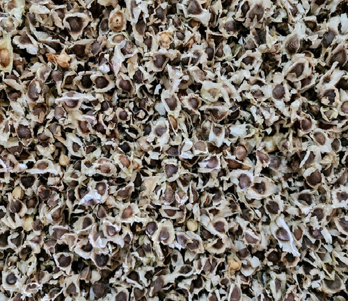 Moringa Seeds With Wings - Grade: A