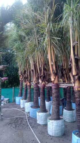 Natural Palm Trees - Color: Green