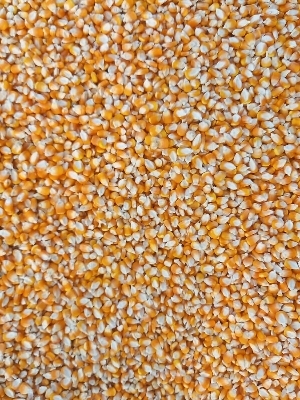 Yellow Maize - Admixture (%): 2