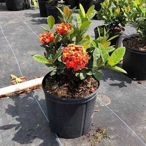 Chinese Ixora Plants - Well Drained Soil, Green Color | Ideal for Garden Planting with Full Sun Exposure