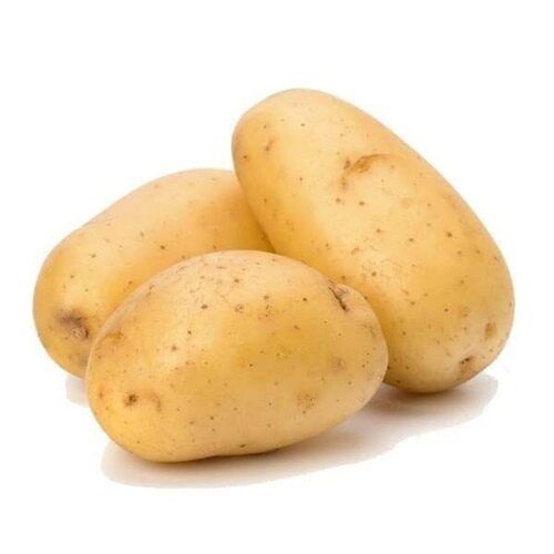 Fresh Potato - Shape: Oval