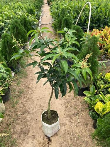 Thailand Mango Tree Plant - Color: Yellow