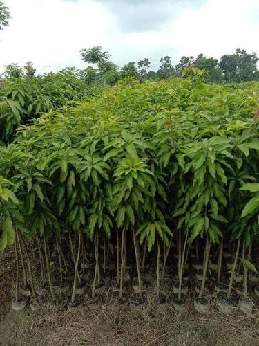 Mango Plant - Dashahri Variety, 2 Foot Height, Green Foliage | Organic, Easy to Grow, Hygienically Cultivated for Plantation