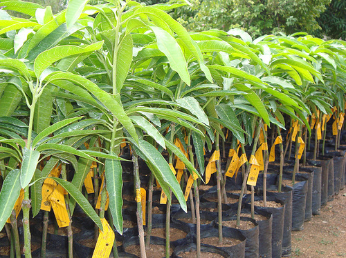 Mango Tree - Kalmi Breed, 3 Foot Size, Green Leaves | Easy To Grow, Hygienically Cultivated, Organic Plant