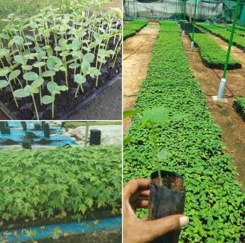 Papaya Plant - 2 Foot Natural Organic Leaves | Easy to Grow, Hygienically Cultivated