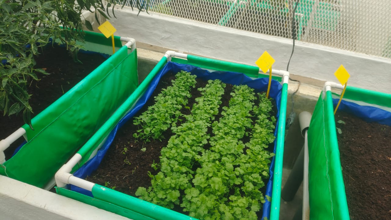 Vegetable Terrace Garden for Rent