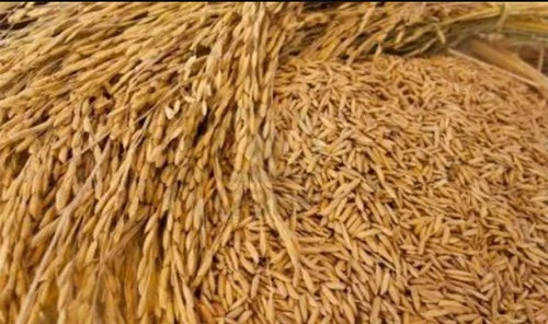 A Grade Paddy Rice - Organic Medium Grain, Brown Color | Gluten-Free, Nutrient-Enriched, Hard Texture, Easy to Digest, Perfect for Vegetarian Diet