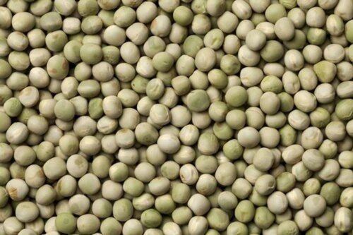 Agriculture Peas Seeds