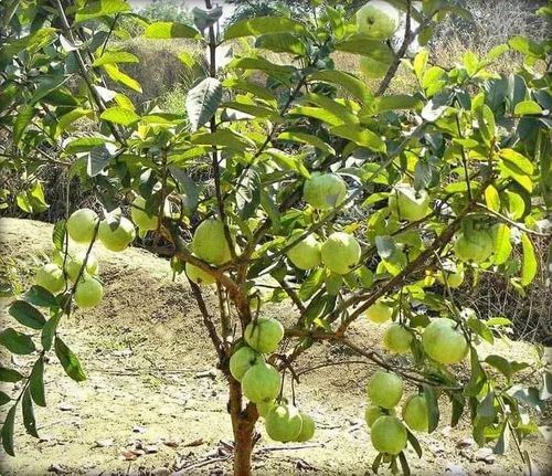 Fruit Plant - Color: Green