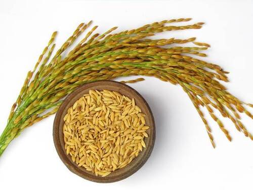 Indian Paddy Rice - Medium Grain, Brown Color | Nutrient-Enriched, Gluten-Free, Easy to Digest, Premium Quality