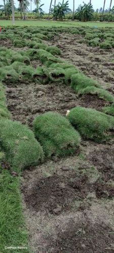 Mexican Grass - Color: Green