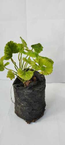 Medicinal Plants - Fresh Eco-Friendly Green Leaves | Natural Buds and Fresh Flowers for Herbal Applications