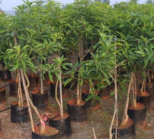 Alphonso Mango Plant
