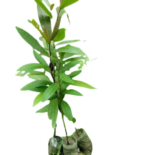Arjun Tree Plant - Fresh Organic Green Specimen, 2-3 Feet Height | Clay Soil Adaptable, Well Watered for Longevity