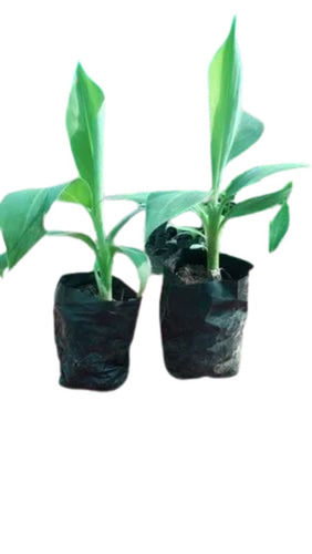 Banana Tissue Culture Plant - Color: Green