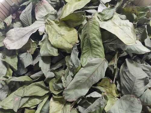 Cassia Alata - Various Sizes Available, Brown Color | Long Shelf Life, Quality Tested, Timely Delivery