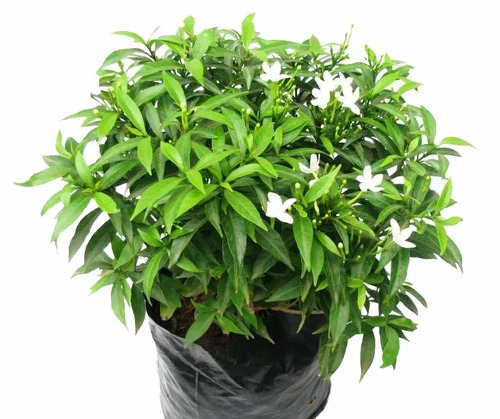 flowering plant