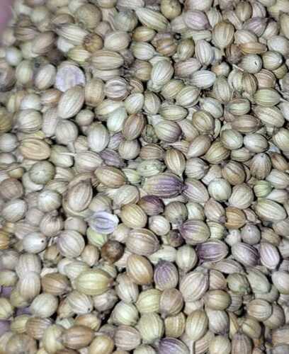 Coriander Seeds - Fresh Aphu Dhania-1 Variety, 100% Food Grade Purity, Natural Drying Process, Very Good Quality For Healthy Cooking