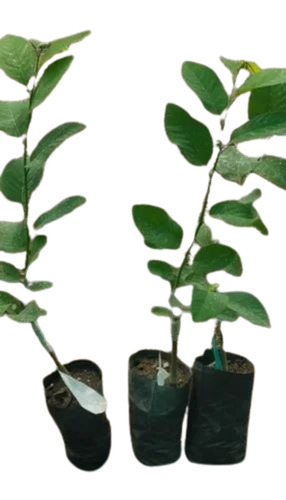 Custard Apple Plant - Fresh Quality, 2-3 Feet Green Stem | Organic, Clay Soil Specific, Well Watered for Garden Use