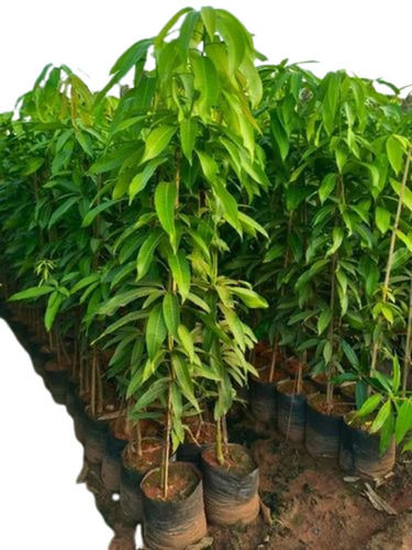 Dashari Mango Plant