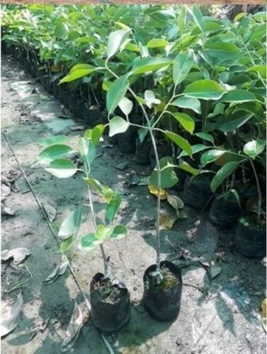Jamun Fruit Plants - Fresh Organic Green Stem Plants, 3-4 Feet Size, Very Good Quality For Clay Soil