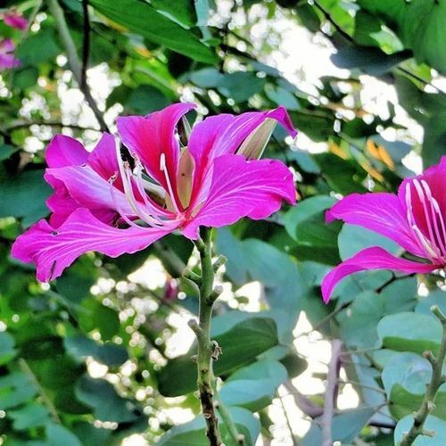Kachnar Flower Plant - Organic Green Stem 2-3 Feet Size Very Good Fresh Quality Acidic Well Drained Soil Well Watered Care