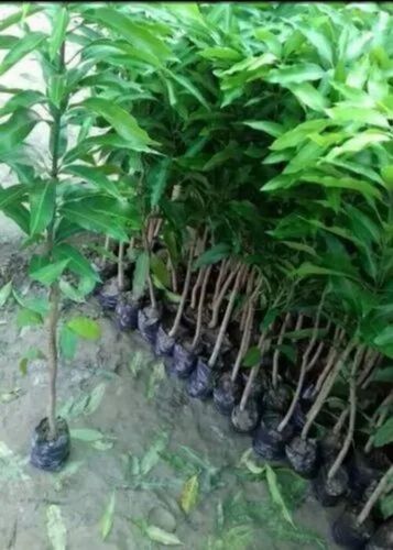 Kesar Mango Plant - Fresh Organic Clay Soil Variety, 3-4 Feet Green Stem, Well Watered