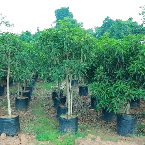 Langda Mango Tree - 3-4 Feet Size, Green Organic Plant | Fresh Quality, Well Watered, Ideal for Gardens, 1 Month Shelf Life