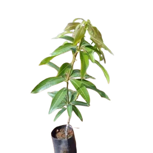 Mango Fruit Plant - 3-4 Feet Fresh Organic Clay Soil | Green Stem, Very Good Quality, Well Watered