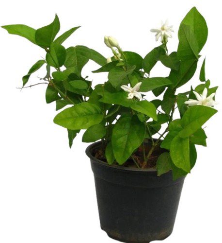 Mogra Flower Plant - Fresh Quality, 2-3 Feet Size, Green Color | Organic with Well Watered Soil, Clay Specific Care