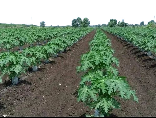 Organic Papaya Plant - Fresh, 2-3 Feet Tall, Green Stem | Very Good Quality, Clay Soil, Well Watered
