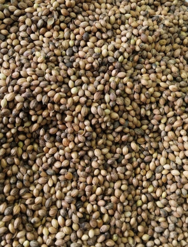 Pure Coriander Seeds - Aphu Dhania-1 Variety, 100% Pure Quality | Fresh Brown Spice Seeds, Naturally Dried, Food Grade Grade, Healthy Cooking Essential