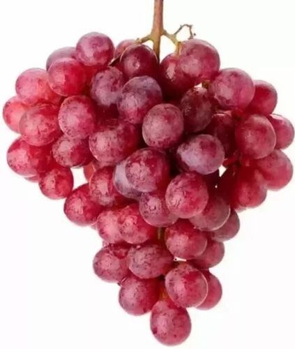 Red Globe Grape - Fresh Quality, Very Good Purity 100% | Sweet Taste, Oval Shape, 10 Days Shelf Life, Good for Health, Whole Fruit