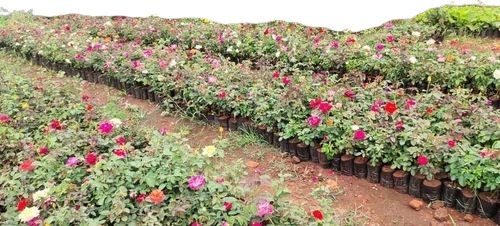 Rose Flower Plant - 2-3 Feet, Green Stem | Organic, Very Good Quality, Clay Soil Adapted, 1 Month Shelf Life