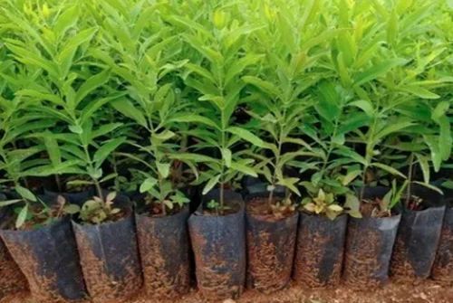 Organic Sandalwood Plant - Fresh Condition 3-4 Feet Tall | Green Stem Clay Soil Well Watered