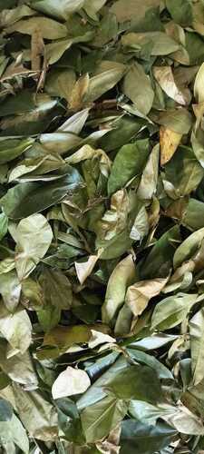 Soursop Leaves