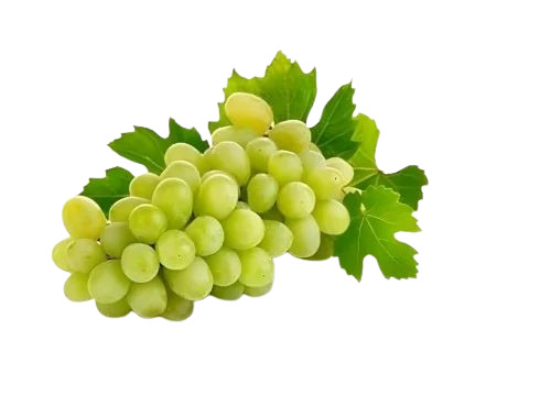 Thompson Grapes - Fresh, Sweet, Green, Whole, Standard Size | 100% Pure, Very Good Quality, Health Beneficial Fruits from India