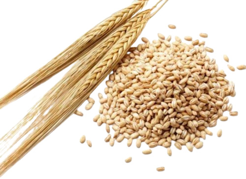 Barley Seeds - Fresh Quality For Healthier Living | Natural Drying Process, Very Good Purity, Grade A Edible Oil Seeds