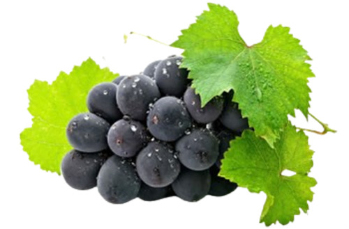 Fresh Black Grapes - 100% Pure, Very Good Quality | Sweet Taste, Health Benefits, Standard Size, Oval Shape, 15 Days Shelf Life