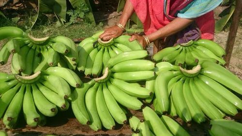 Green Bananas - Organic A Grade Natural Green Color Non Glutinous Variety | Sourced from India Ideal for Culinary Use