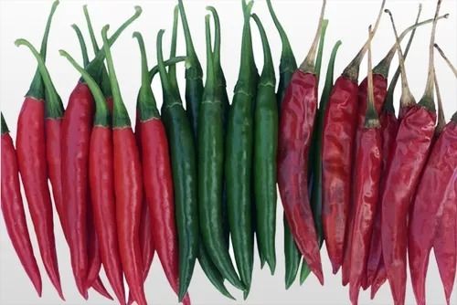 Hybrid Chilli Seeds - 10g Pouch, Organic Cultivation, 100% Pure Acsen Hyveg Gauri Hybrid Chilli