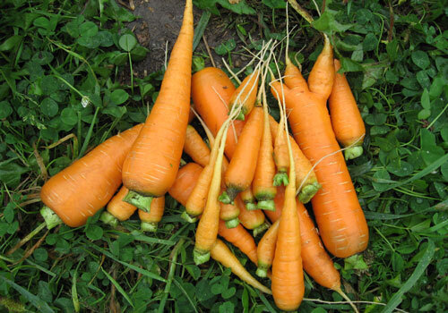 Natural Fresh Carrot - Fresh, 100% Purity, Long Shape | Very Good Quality, Rich in Vitamin A, C, Calcium, Iron, Cooked Style, 15 Days Shelf Life