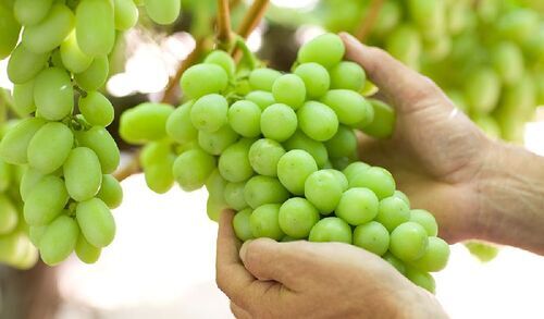 Natural Green Grapes - Fresh Quality, Very Good Taste | 100% Pure, Sweet & Healthy, Standard Oval Shape, 15 Days Shelf Life