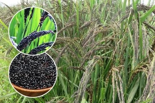 Paddy Seeds Kalanamak - 3 KG PP Bag Black 99% Purity Organic Grade A | Cultivation Type: Organic Moisture: 8%