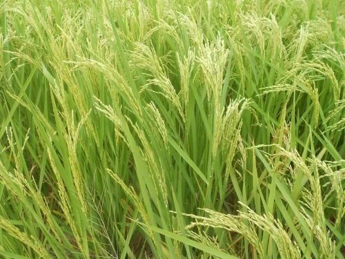 Pr 126 Paddy Seeds - Natural, 1 KG, Brown Bag | Organic Cultivation, Grade A, 100% Purity