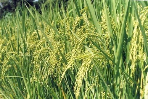 Pusa Basmati Paddy Seeds - 10kg Size 10mm Length 25% Protein 50% Energy 10% Fibre Organic Cultivation Grade A 100% Purity